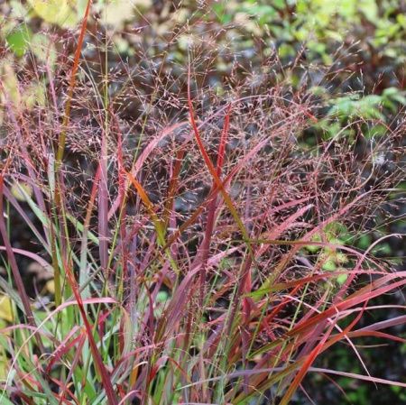 Просо прутьевидное Ребраун