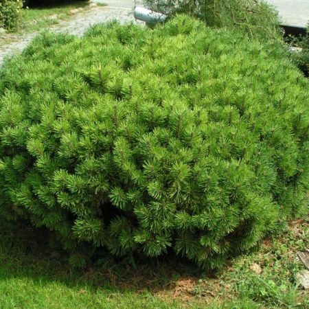 Сосна Горная  Ротундата