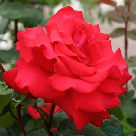 Роза миниатюрная Амор (Amor)