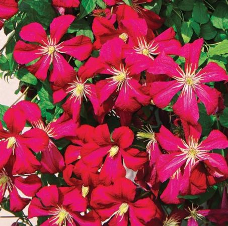 Клематис Мадам Эдуард Андре