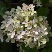  Гортензия метельчатая Романтик Айс