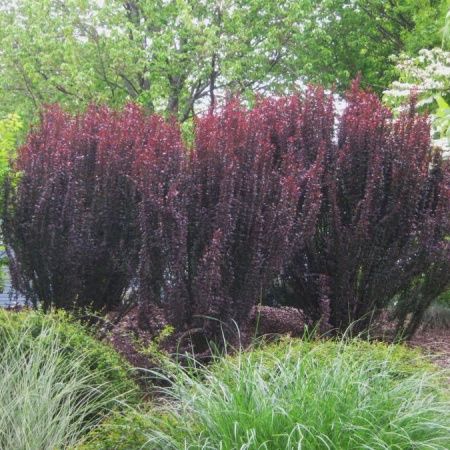 Барбарис Тунберга Хелмонд Пиллар