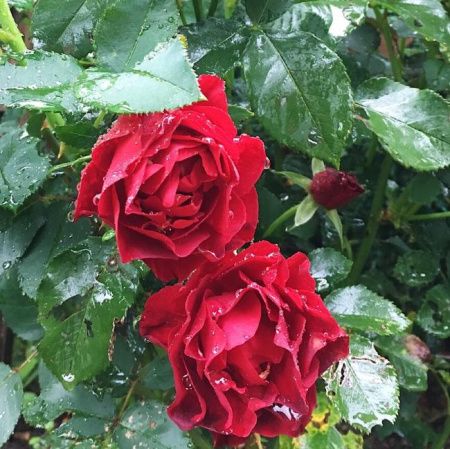 Роза бордовая плетистая Мистер Линкольн (Mister Lincoln)