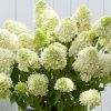 Гортензия метельчатая Скайфолл