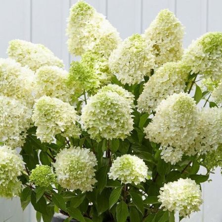 Гортензия метельчатая Скайфолл