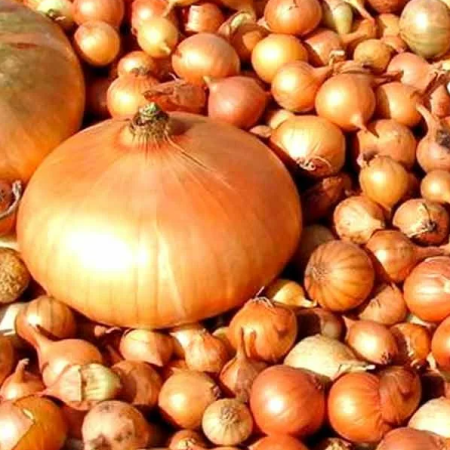 Лук-севок Шекспир (10-21 мм) 100 г