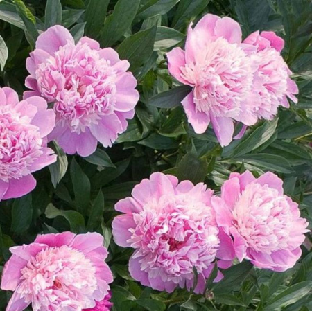 Пион Месье Жуль Элли