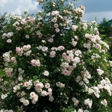 Роза плетистая Сван Лейк (Swan Lake)