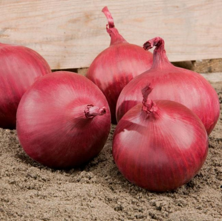 Лук-севок Розанна (10-21 мм) 100 г