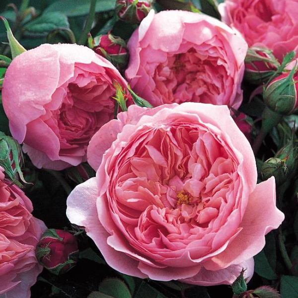 Роза английская Алнвик Роуз (The Alnwick Rose)