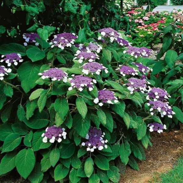 Гортензия шершавая Хот Шоколад