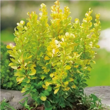 Барбарис Тунберга Торч Дор