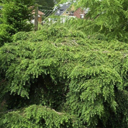 Тсуга канадская Нана
