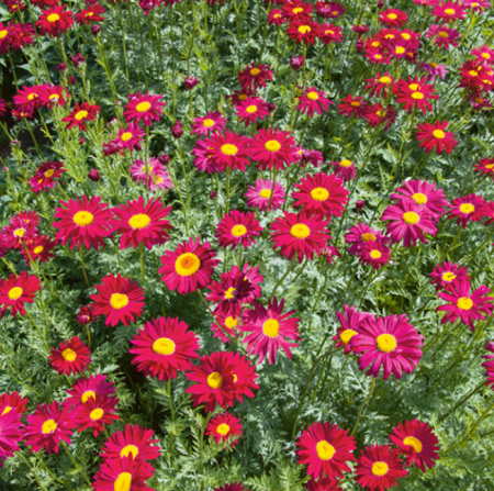 Пиретрум розовый Робинсонс Ред