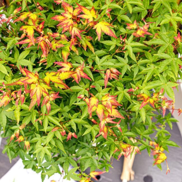 Клён веерный Литл Принцесс