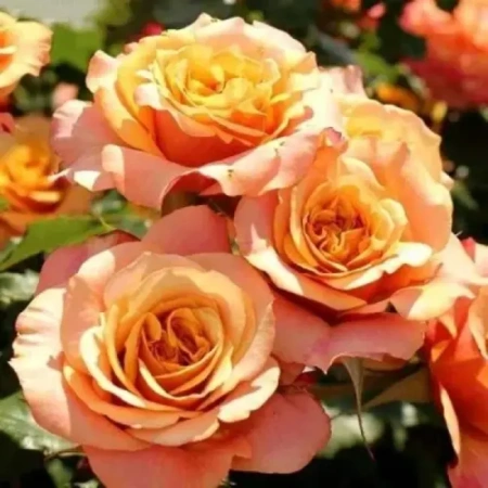 Роза шраб Ла Вилла Котта (La Villa Cotta)