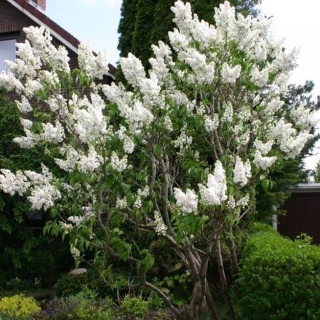 Сирень Мадам Лемуан