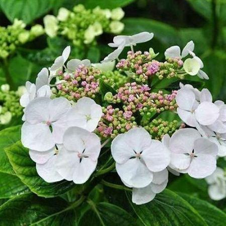 Гортензия крупнолистная Либелле