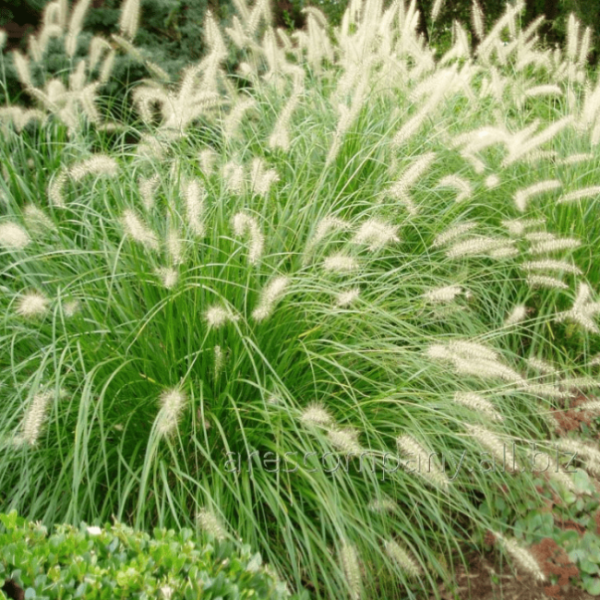 Пеннисетум лисохвостный Кассиан