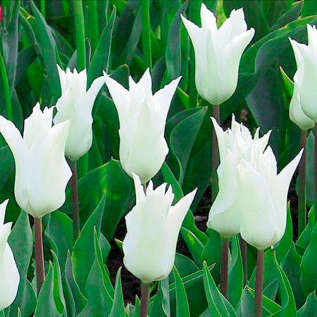 Луковицы Тюльпан Баллада Уайт (5 шт), размер 10/11