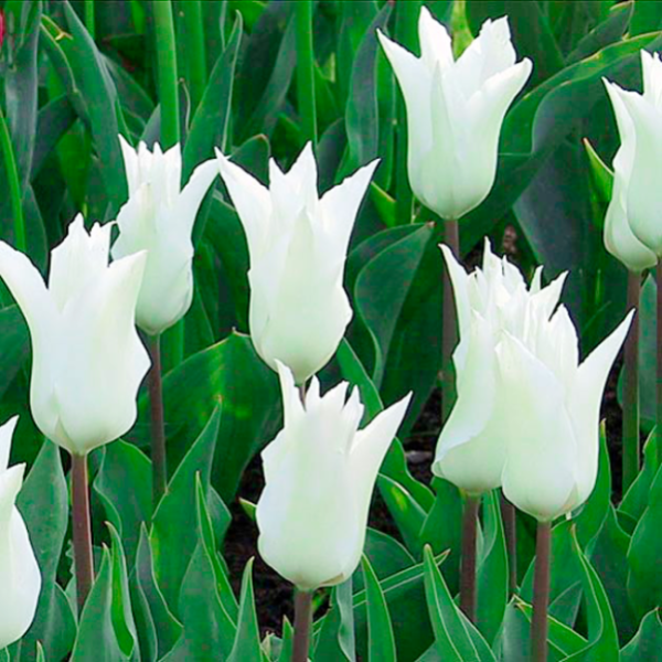 Луковицы Тюльпан Баллада Уайт (5 шт), размер 10/11