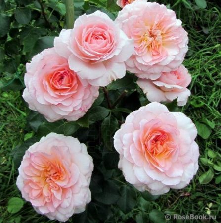 Роза шраб Шлосс Ойтин (Schloss Eutin)