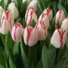 Луковицы Тюльпан Плейгел (5 шт), размер 10/11