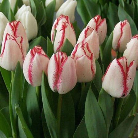 Луковицы Тюльпан Плейгел (5 шт), размер 10/11