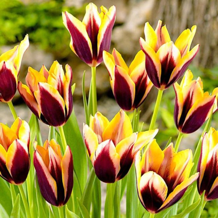 Луковицы Тюльпан Гэвота (5 шт), размер 10/11