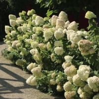 Гортензия метельчатая Геркулес