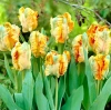 Луковицы Тюльпан Пэррот Кинг (5 шт), размер 10/11
