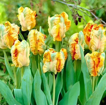 Луковицы Тюльпан Пэррот Кинг (5 шт), размер 10/11