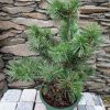 Сосна Горная Гном