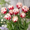 Луковицы Тюльпан Хоризон (5 шт), размер 10/11