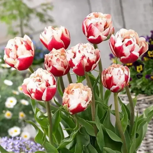 Луковицы Тюльпан Хоризон (5 шт), размер 10/11