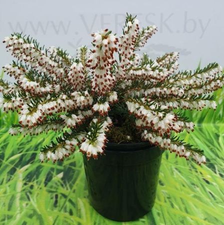 Эрика дарленская Вайт Перфекшн