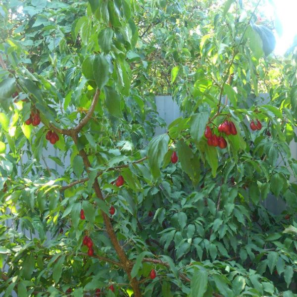 Кизил Лукъяновский