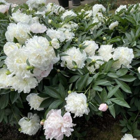 Пион молочноцветковый Дюшес де Немур