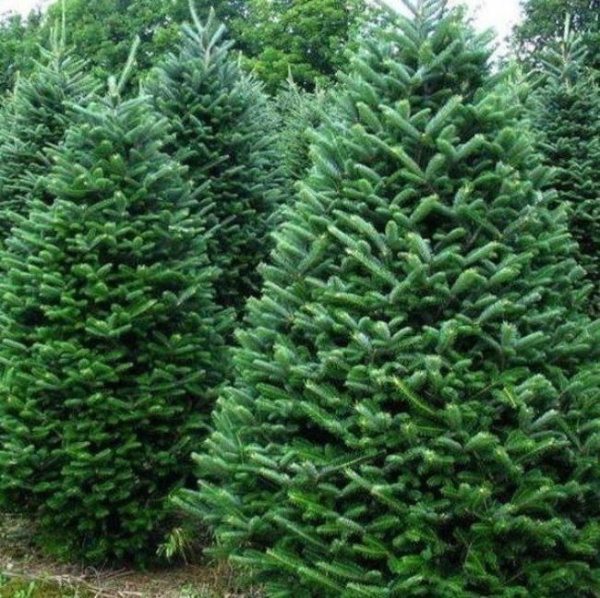 Пихта Корейская