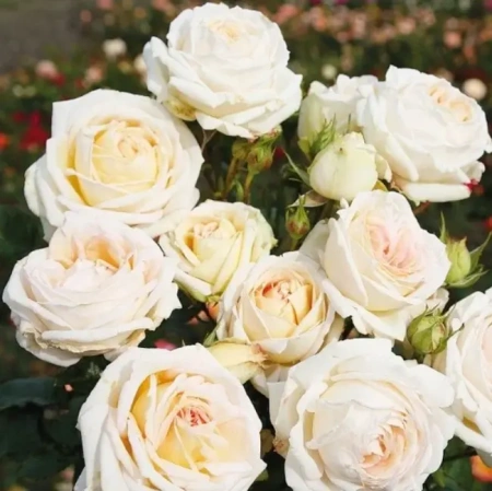 Роза грандифлора Мадам Анизет (Madame Anisette)