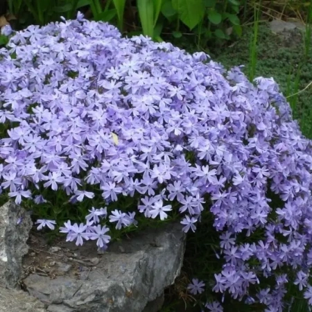 Флокс шиловидный Эмеральд Кашн Блю