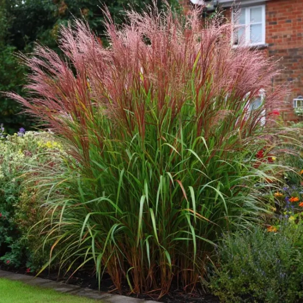 Мискантус китайский Ред Чиф