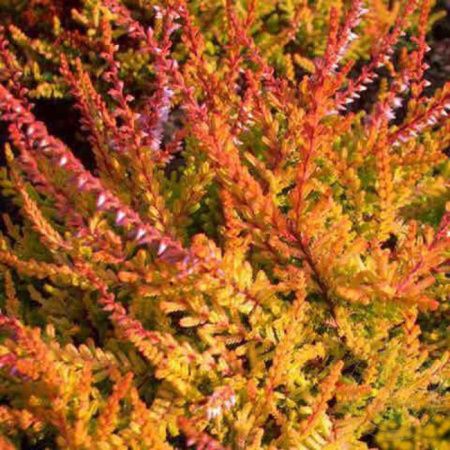 Вереск обыкновенный Виквар Флейм