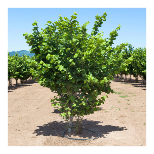 Лещина Тонда ди Джиффони