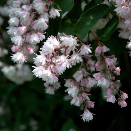 Дейция шершавая Кандидиссима