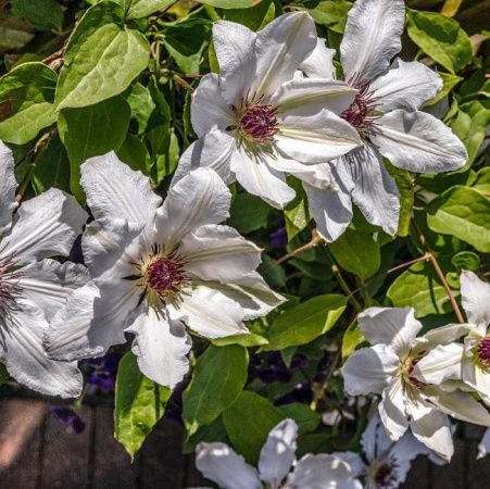 Клематис Джеймс Мейсон