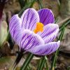 Луковицы Крокус Пикуик (10 шт), размер 7/8