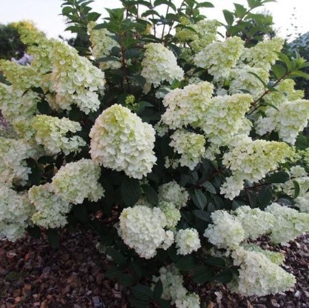 Гортензия метельчатая Скайфолл