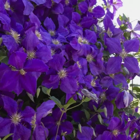 Клематис Жакмани