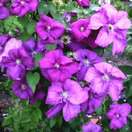 Клематис Рахварине